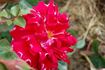 Romantic Ruffles rose photo