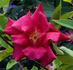 Madame Antoine Rébé rose photo