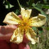 AMCXMUT rose photo
