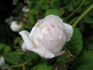 Royal Blush ™ rose photo