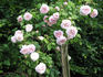 Royal Blush ™ rose photo