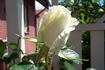 Casta Diva ® rose photo