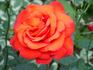 Bing Crosby rose photo
