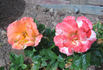 Bengal Tiger ™ rose photo