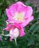 Rhodophile Gravereaux rose photo