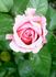 Gruppenkönigin rose photo