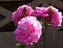 Triomphe d'Alençon rose photo