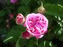 Triomphe d'Alençon rose photo