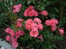 Atlanta rose photo