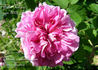 Belle Hélène rose photo