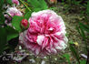 Belle Hélène rose photo