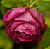 Marie Baumann rose photo