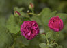 Marie Baumann rose photo