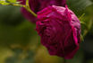 Marie Baumann rose photo