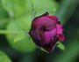 Marie Baumann rose photo