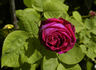 Marie Baumann rose photo