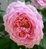 Gruppenkönigin rose photo