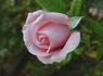 Lily the Pink rose photo