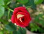 Magic Beauty rose photo