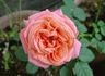 Maria McGredy rose photo
