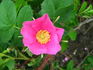 Leafland Glow rose photo