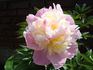 Lilacina superba peony photo