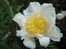 Moon of Nippon peony photo