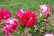 Romantic Ruffles rose photo