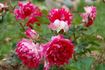 Romantic Ruffles rose photo