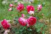 Romantic Ruffles rose photo