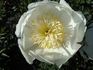 Lotus Queen peony photo
