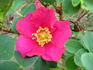 Kinistino rose photo