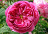 Dumortier rose photo