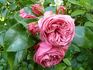 Allerhop rose photo
