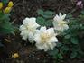 Brook Song rose photo