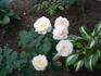 Grandma's Lace rose photo