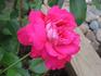 El Catalá rose photo