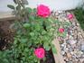 El Catalá rose photo