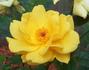 Pacific Serenade ™ rose photo