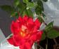 Celine Dion ™ rose photo