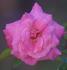 Pam's Pink rose photo