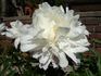 James Kelway peony photo