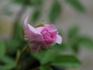 Georges Pernet rose photo