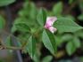 Georges Pernet rose photo