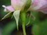 Georges Pernet rose photo