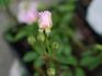 Georges Pernet rose photo