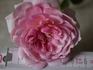 Georges Pernet rose photo