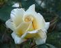 Highfield ® rose photo