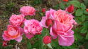 Demoiselle rose photo