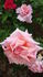 St. Theresa rose photo